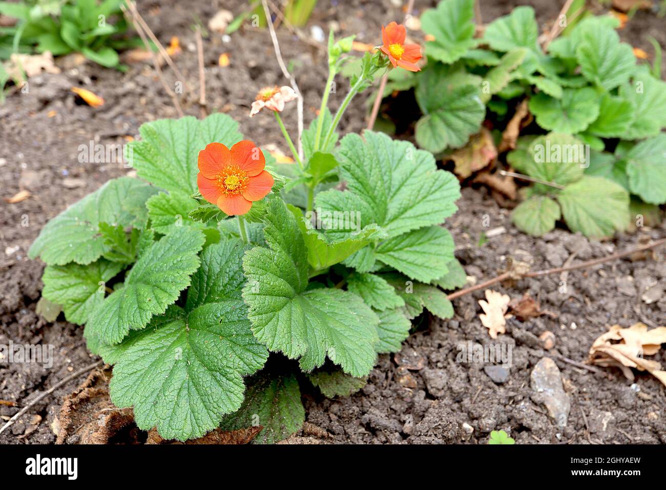 Geum coccineum ‘Koi’ Zwerg Avens Koi – rot-orange Blüten mit orangen Staubgefäßen und großen Basalblättern, August, England, Großbritannien Stockfoto