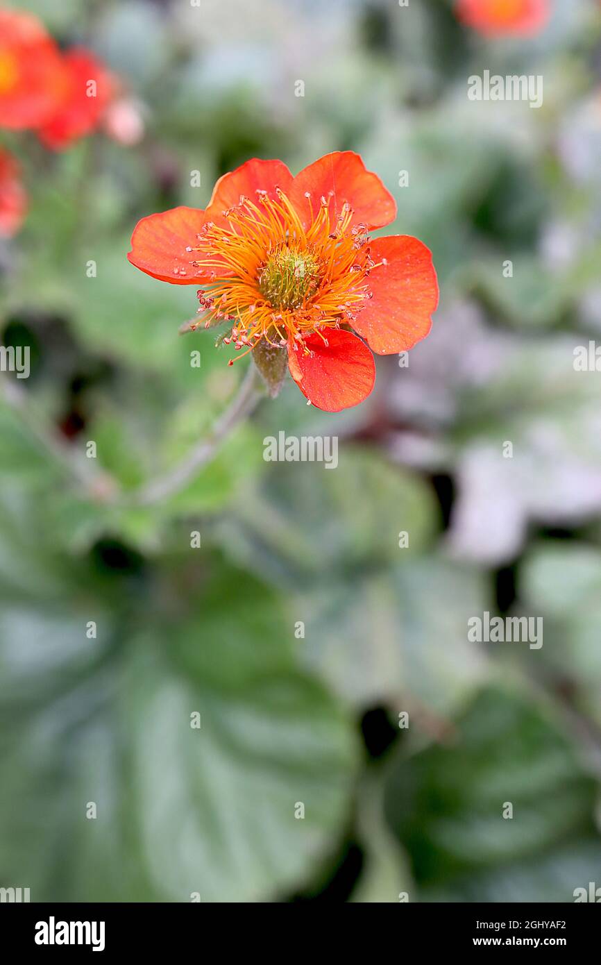 Geum coccineum ‘Koi’ Zwerg Avens Koi – rot-orange Blüten mit orangen Staubgefäßen und großen Basalblättern, August, England, Großbritannien Stockfoto