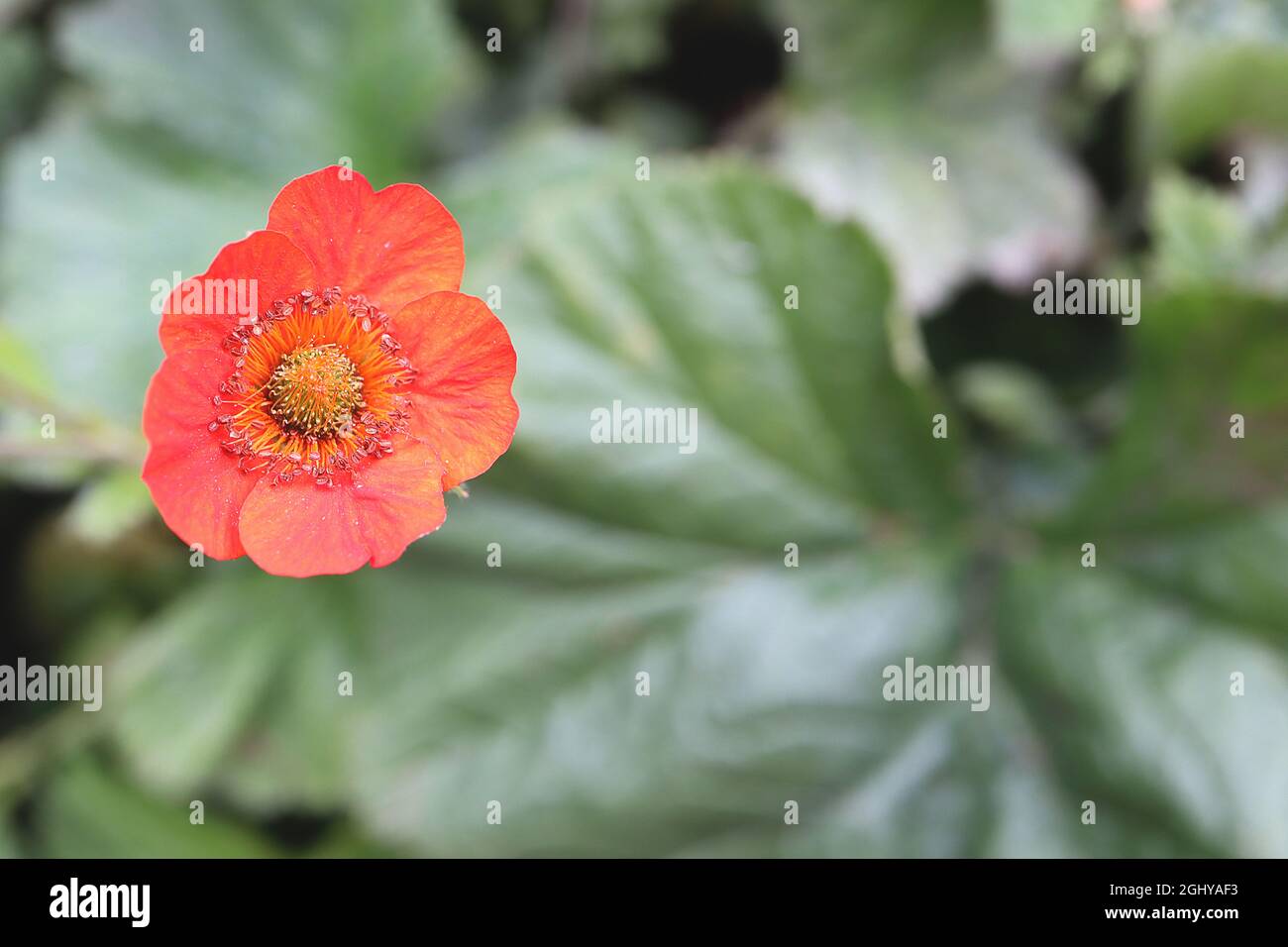 Geum coccineum ‘Koi’ Zwerg Avens Koi – rot-orange Blüten mit orangen Staubgefäßen und großen Basalblättern, August, England, Großbritannien Stockfoto