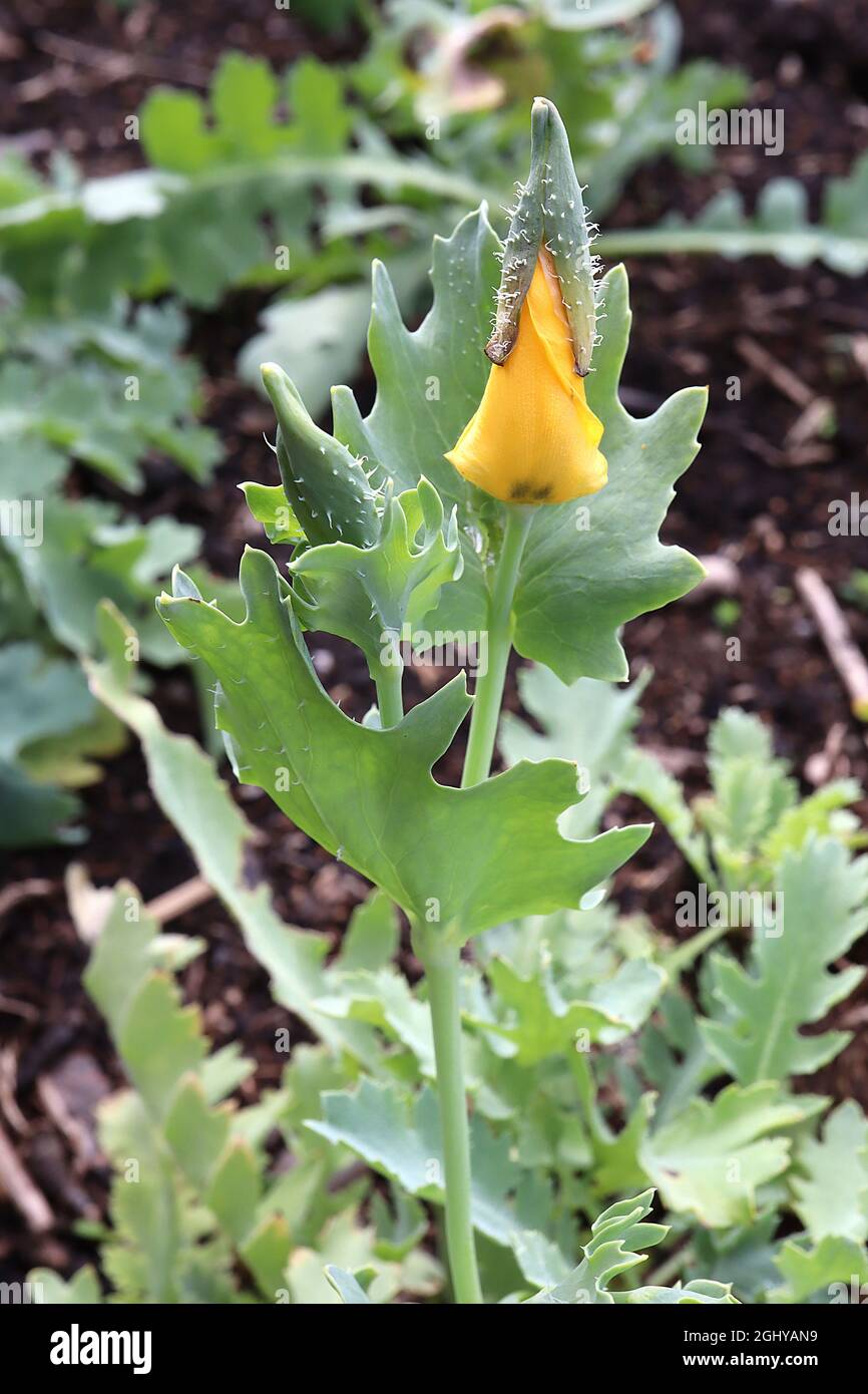 Glaucium flavum gelber gehörnter Mohn – knittergelbe Blüten und blaugrüne Blätter, August, England, Großbritannien Stockfoto