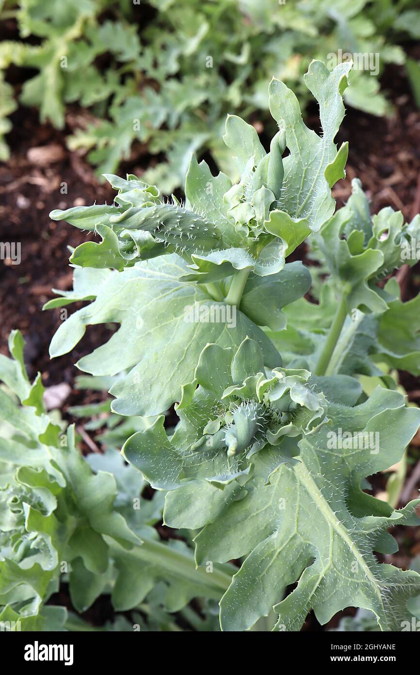 Glaucium flavum gelber gehörnter Mohn – blaugrüne Kelchblätter und Blätter, August, England, Großbritannien Stockfoto