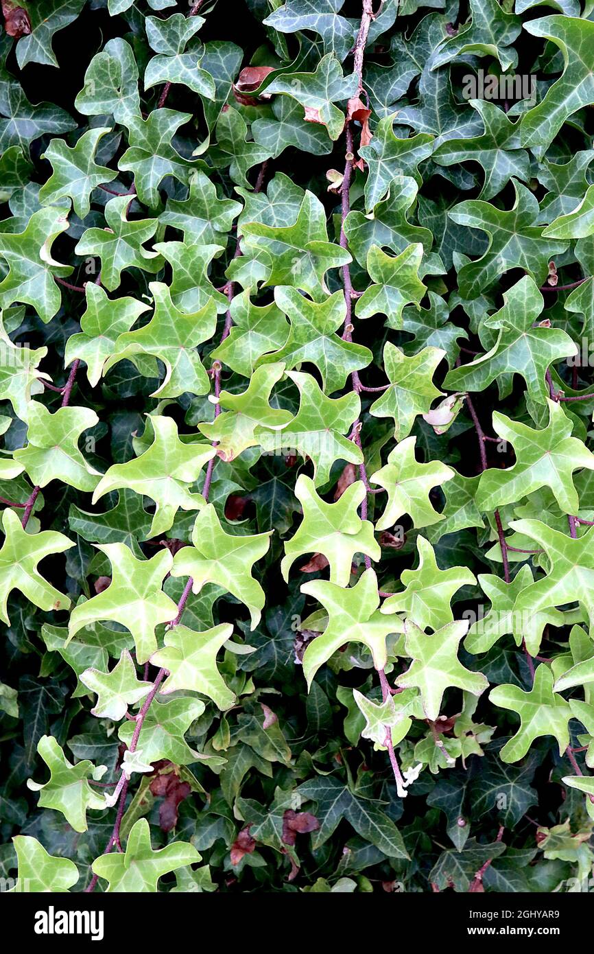 Hedera Helix 'Manda's Crested' Manda's Crested Efeu  kleine helle,  mittelgrne und dunkelgrne wellenfrmige Bltter, August, England,  Grobritannien Stockfotografie - Alamy