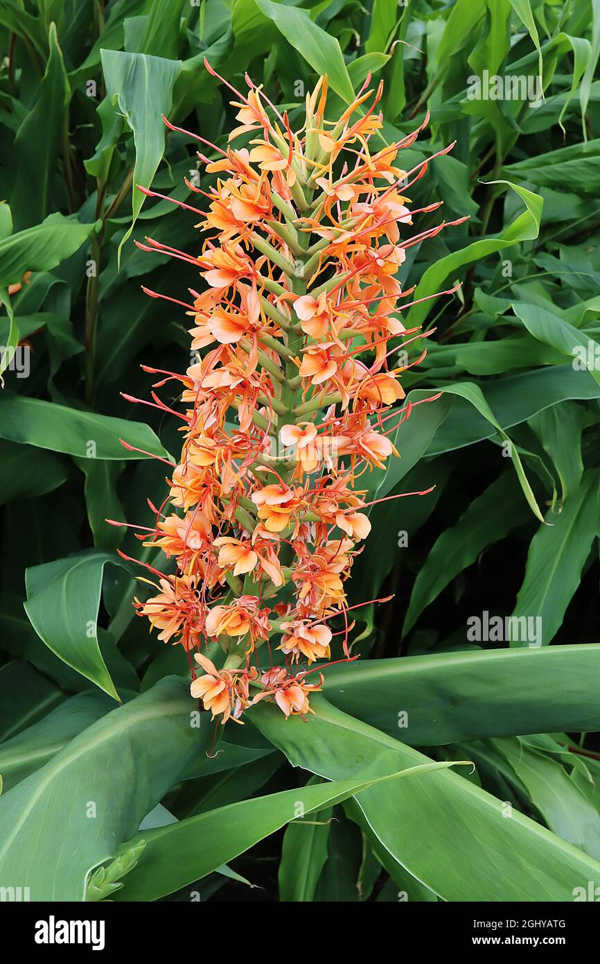Hedychium coccineum ‘Tara’ Ingwerlilie Tara – aufrechte Trauben von hellorangen Blüten mit länglichen Staubgefäßen und großen, lanzenförmigen Blättern, August, Großbritannien Stockfoto