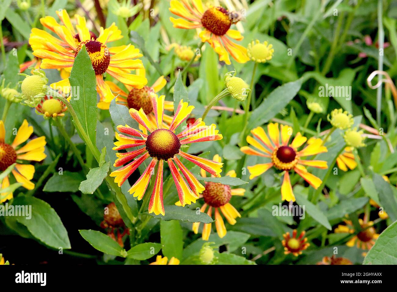 Helenium autumnale ‘Loysder Wieck’ Niesen-Karneval – gelbe Blumen mit rotem Mottle und eingefärbten Blütenblättern, August, England, Großbritannien Stockfoto