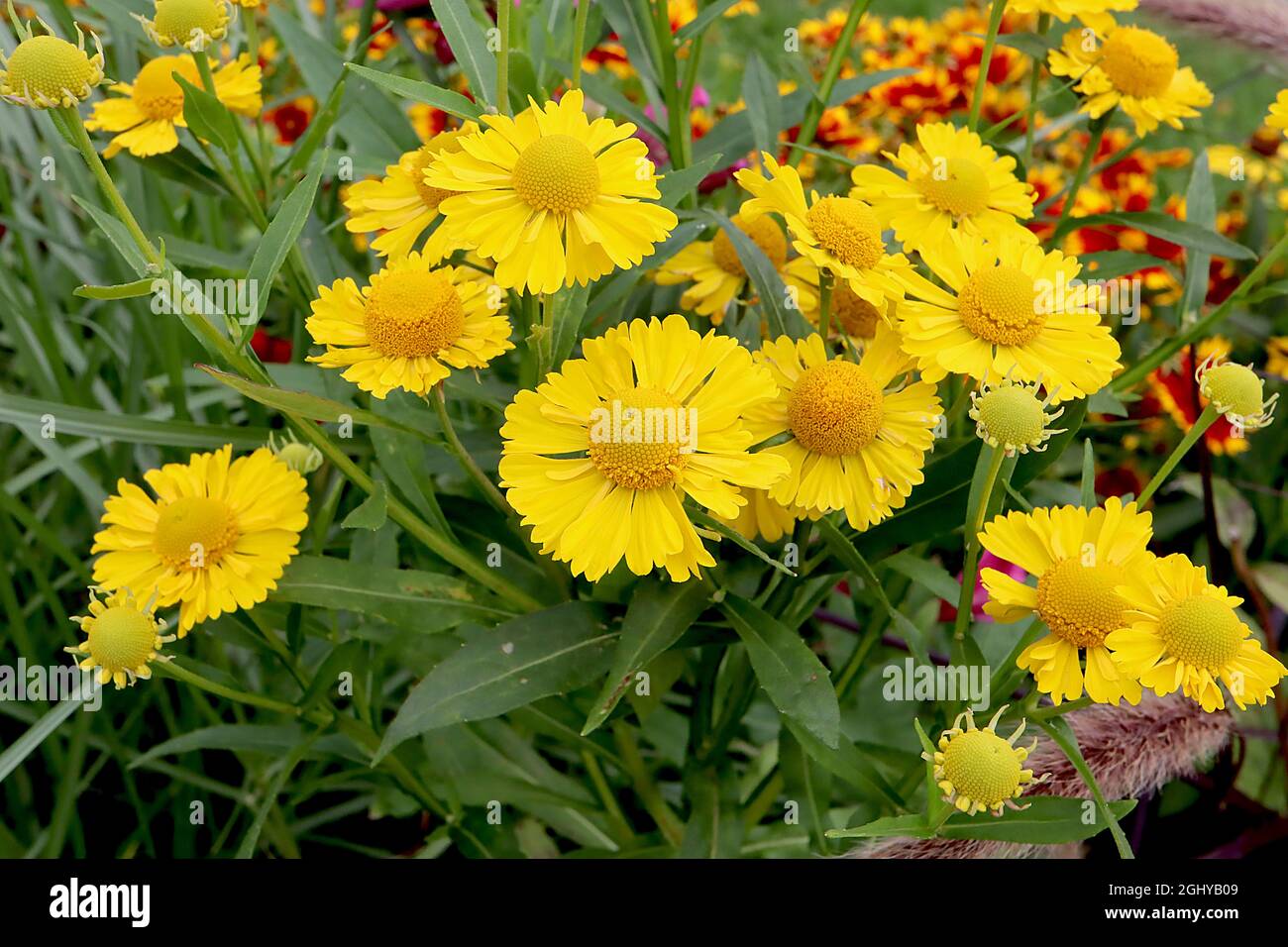 Helenium autumnale ‘Salud Yellow’ Niesen-Gelb – gelbe Blüten mit gelber Mitte, August, England, Großbritannien Stockfoto