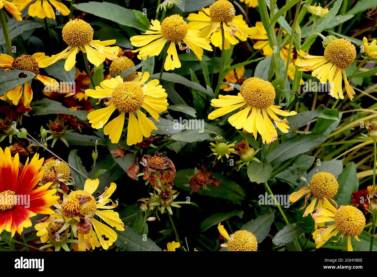 Helenium autumnale ‘Salud Yellow’ Niesen-Gelb – gelbe Blüten mit gelber Mitte, August, England, Großbritannien Stockfoto