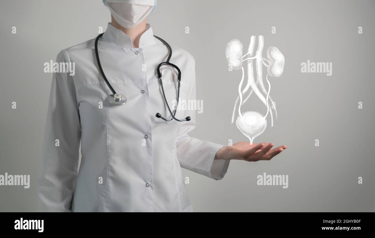 Das Nierensystem gibt ein medizinisches Konzept aus. Foto einer Ärztin, leerer Raum. Stockfoto