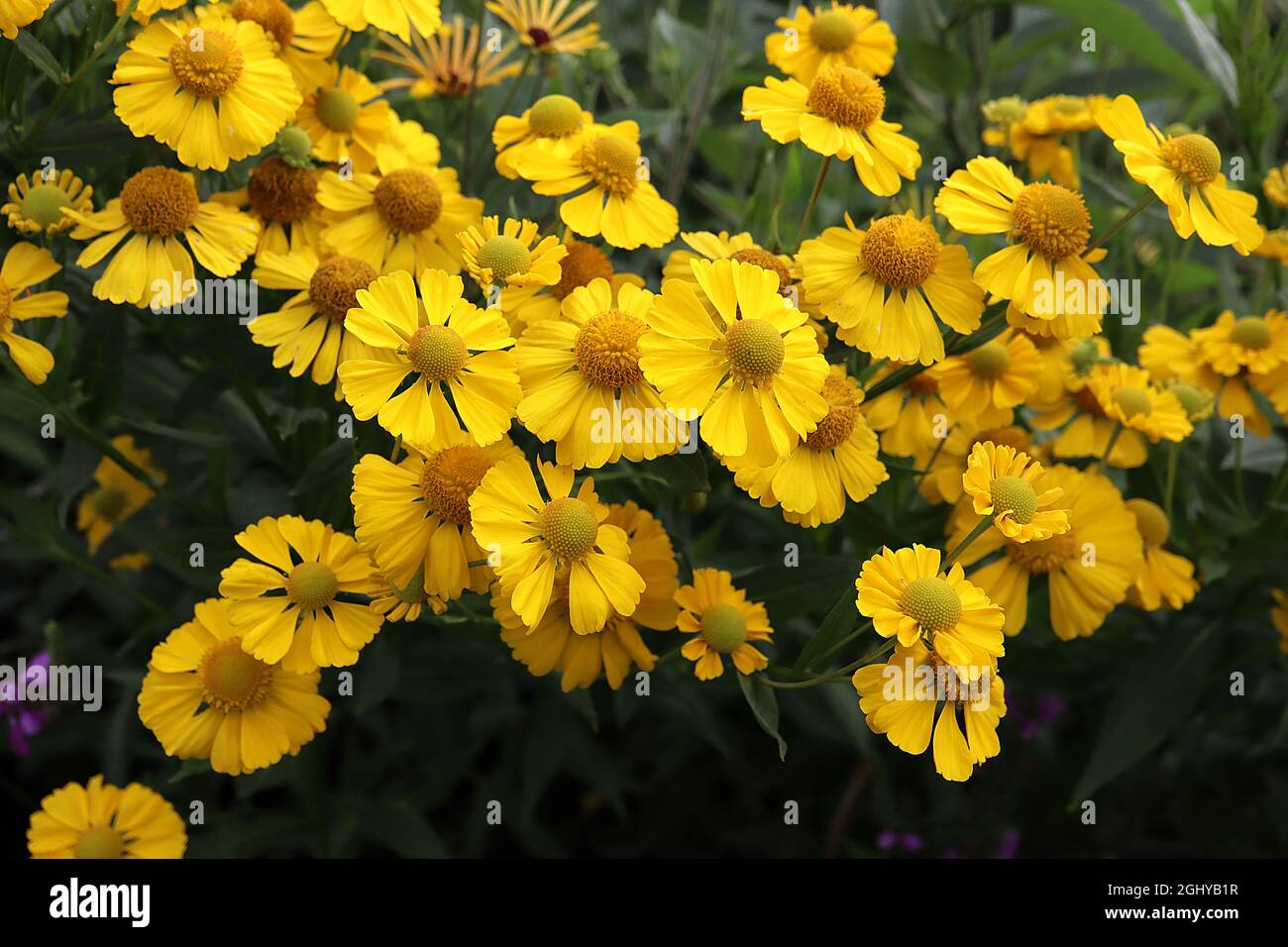 Helenium autumnale ‘Salud Yellow’ Niesen-Gelb – gelbe Blüten mit gelber Mitte, August, England, Großbritannien Stockfoto