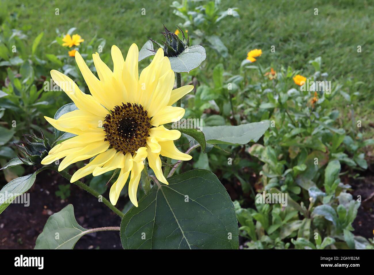 Helianthus annuus ‘Buttercream’ Sunflower Buttercream – mittelgroße Blütenköpfe mit langen blassgelben Blütenblättern, August, England, Großbritannien Stockfoto