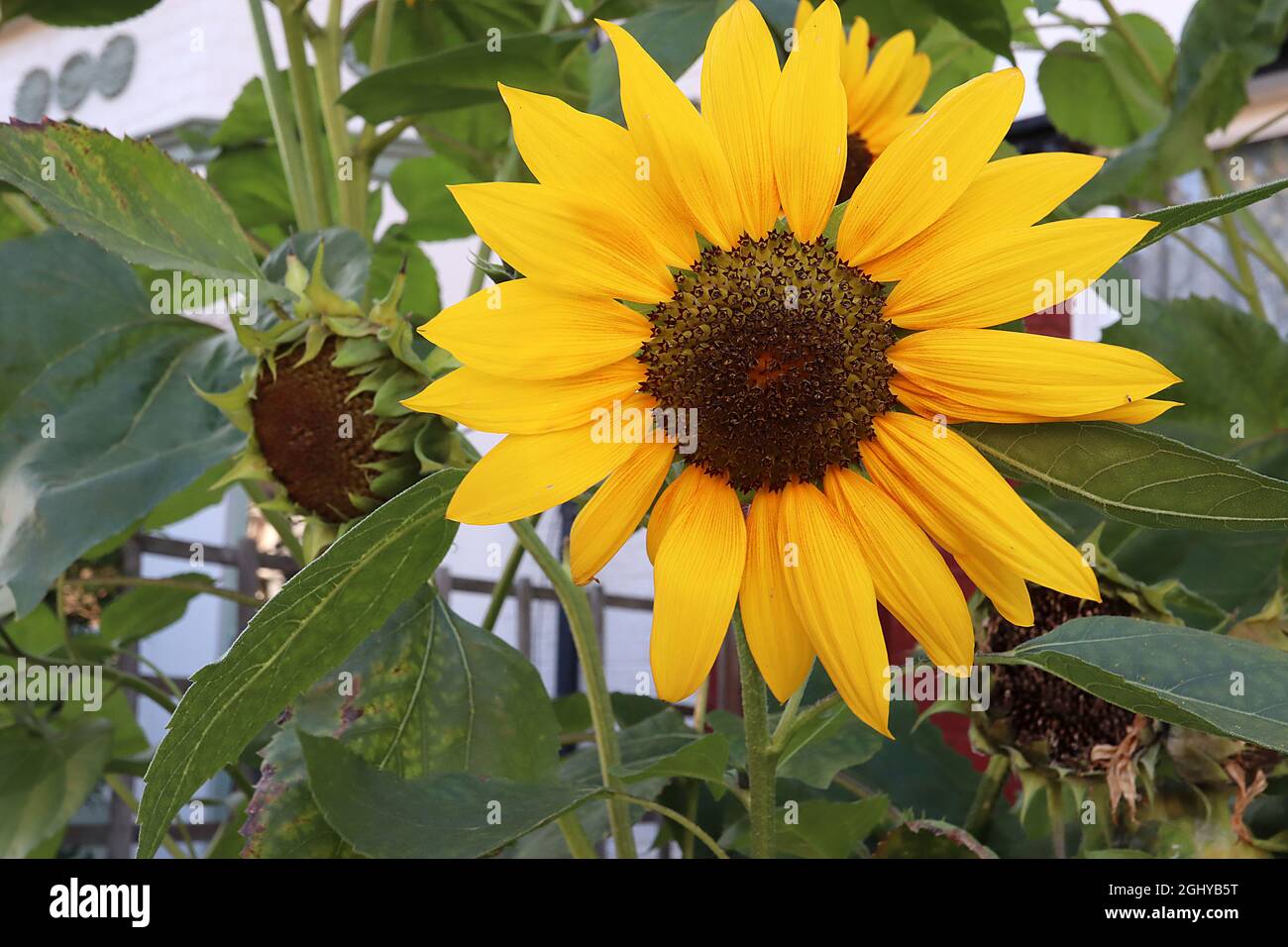 Helianthus annuus ‘Suncredible Yellow’ Sonnenblume Suncredible Yellow – mittelgroße gelbe Blütenköpfe mit orangefarbener Wäsche auf mittleren Stielen, August, Großbritannien Stockfoto