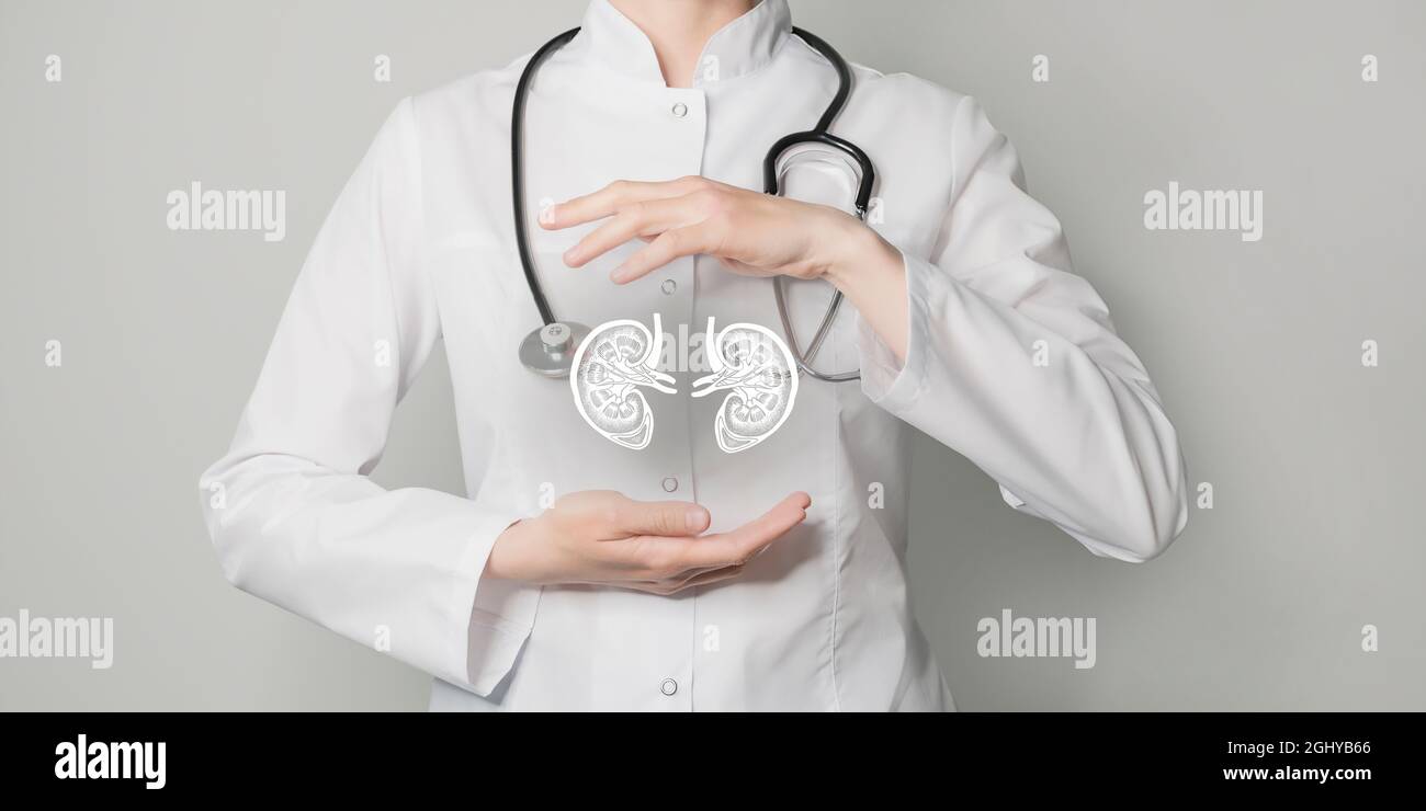 Niere gibt medizinisches Konzept aus. Foto einer Ärztin, leerer Raum. Stockfoto