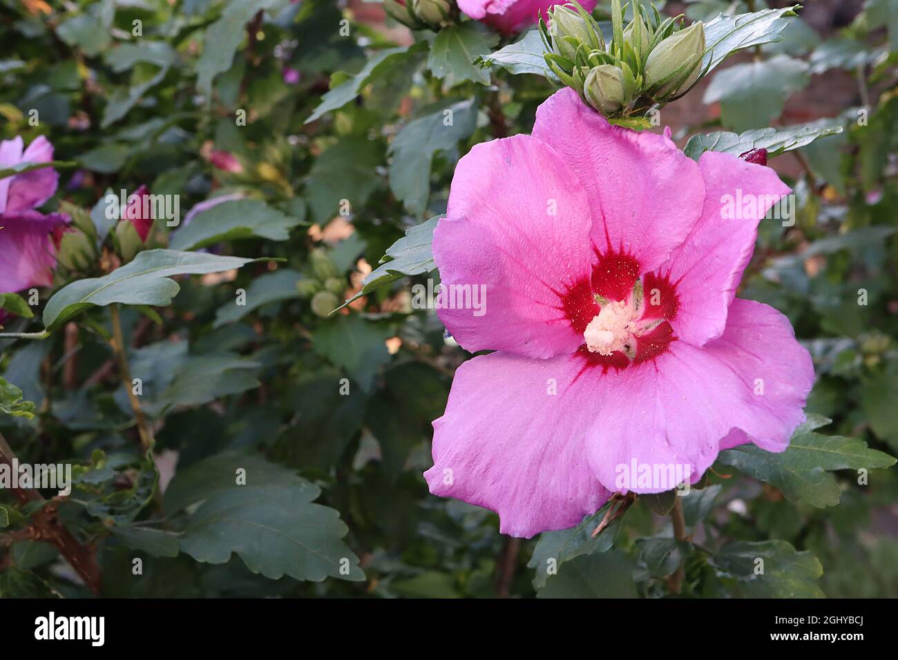 Hibiscus syriacus ‘Woodbridge’ Rose von Sharon Woodbridge – tiefrosa Blüten mit roter Mitte, August, England, Großbritannien Stockfoto