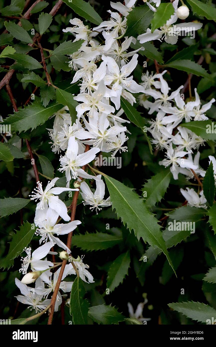 Hoheria sexstylosa Ribbonwood – weiße sternförmige Blüten und tiefgrüne Blätter mit stark gezahnten Rändern, August, England, Großbritannien Stockfoto
