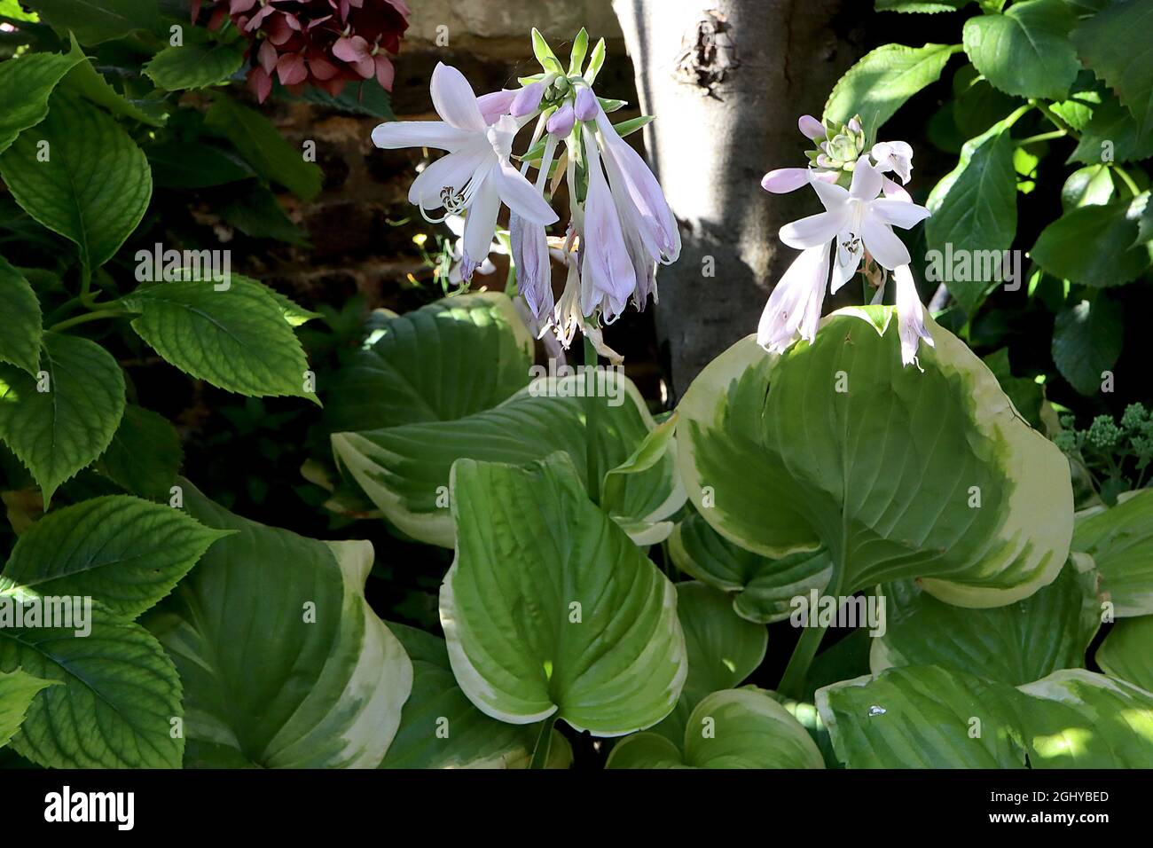 Hosta ‘Iron Gate Delight’ Kochbananen-Lilie Iron Gate Delight – duftende blassrosa Blüten und bunte Blätter, August, England, Großbritannien Stockfoto