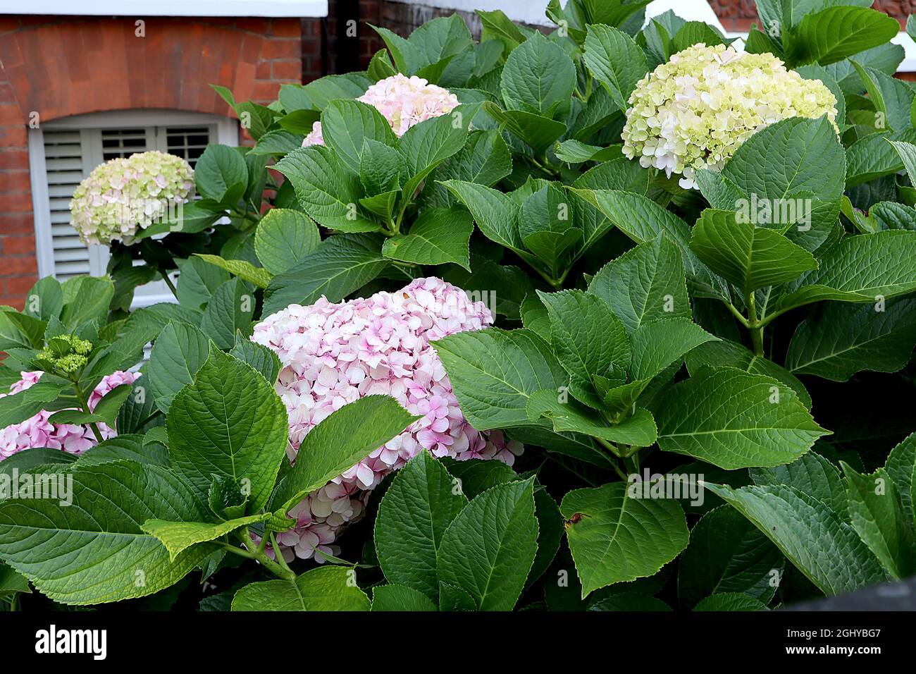 Hortensia arborescens ‘Incrediball’ und ‘Incrediball Blush’ Hortensia arborescens Strong Annabelle - riesige Blütenköpfe aus weiß, hellgrün und rosa, Stockfoto