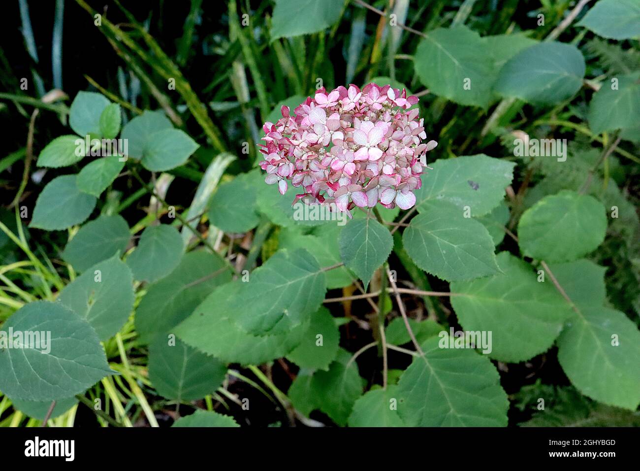 Hortensia arborescens ‘Invincibelle Mini Mauvette’ Miniatur-Hortensien – kleine Blütenköpfe mit blassrosa Blüten und dunkelrosa Rändern, August, Großbritannien Stockfoto