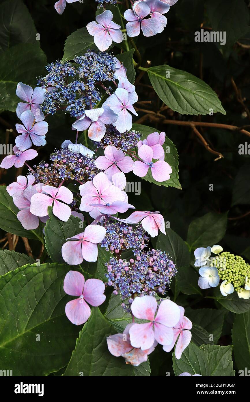 Hortensia macrophylla ‘Blue Wave’ Hortensia Blue Wave – hellblaue und rosa Blüten, kleine blaue Blütenstände, August, England, Großbritannien Stockfoto
