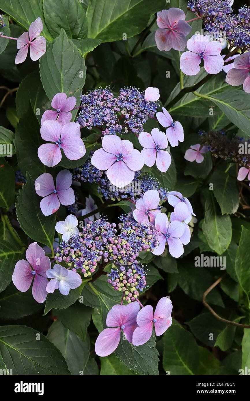 Hortensia macrophylla ‘Blue Wave’ Hortensia Blue Wave – hellblaue und rosa Blüten, kleine blaue Blütenstände, August, England, Großbritannien Stockfoto