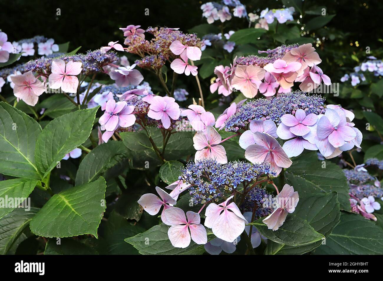 Hortensia macrophylla ‘Blue Wave’ Hortensia Blue Wave – hellblaue und rosa Blüten, kleine blaue Blütenstände, August, England, Großbritannien Stockfoto