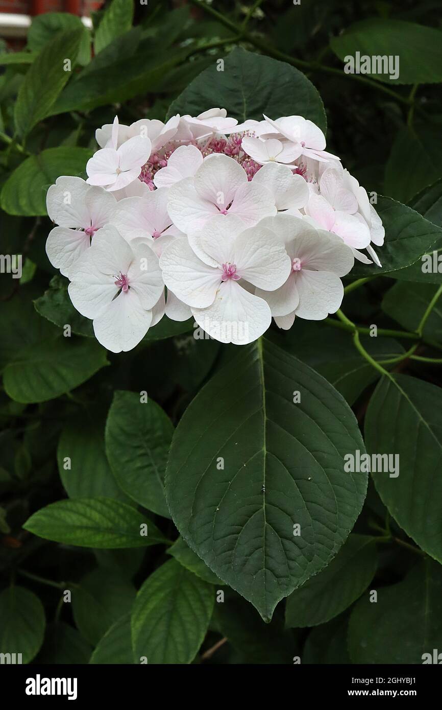 Hortensia macrophylla ‘Lets Dance Diva’ Hortensia Lets Dance Diva – große weiße Blütenblätter und kleine dunkelrosa Blüten, August, England, Großbritannien Stockfoto