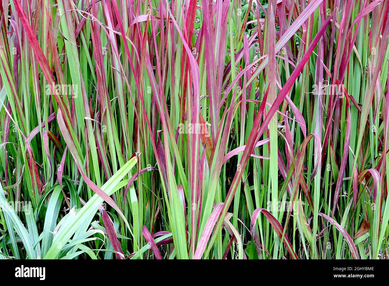 Imperata cylindrica ‘Red Baron’ cogon Grass Red Baron – kurzes zweifarbiger Grass mit mittelgrünen und tiefroten Blättern, August, England, Großbritannien Stockfoto