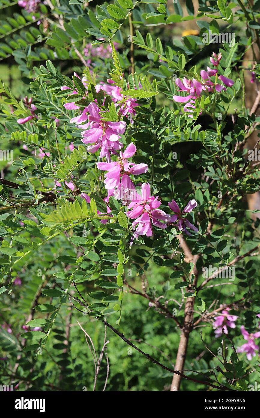 Indigofera heterantha Himalayan Indigo – aufrechte Trauben erbsenähnlicher, tiefrosa Blüten, kleine, mittelgrüne Blätter, August, England, Großbritannien Stockfoto