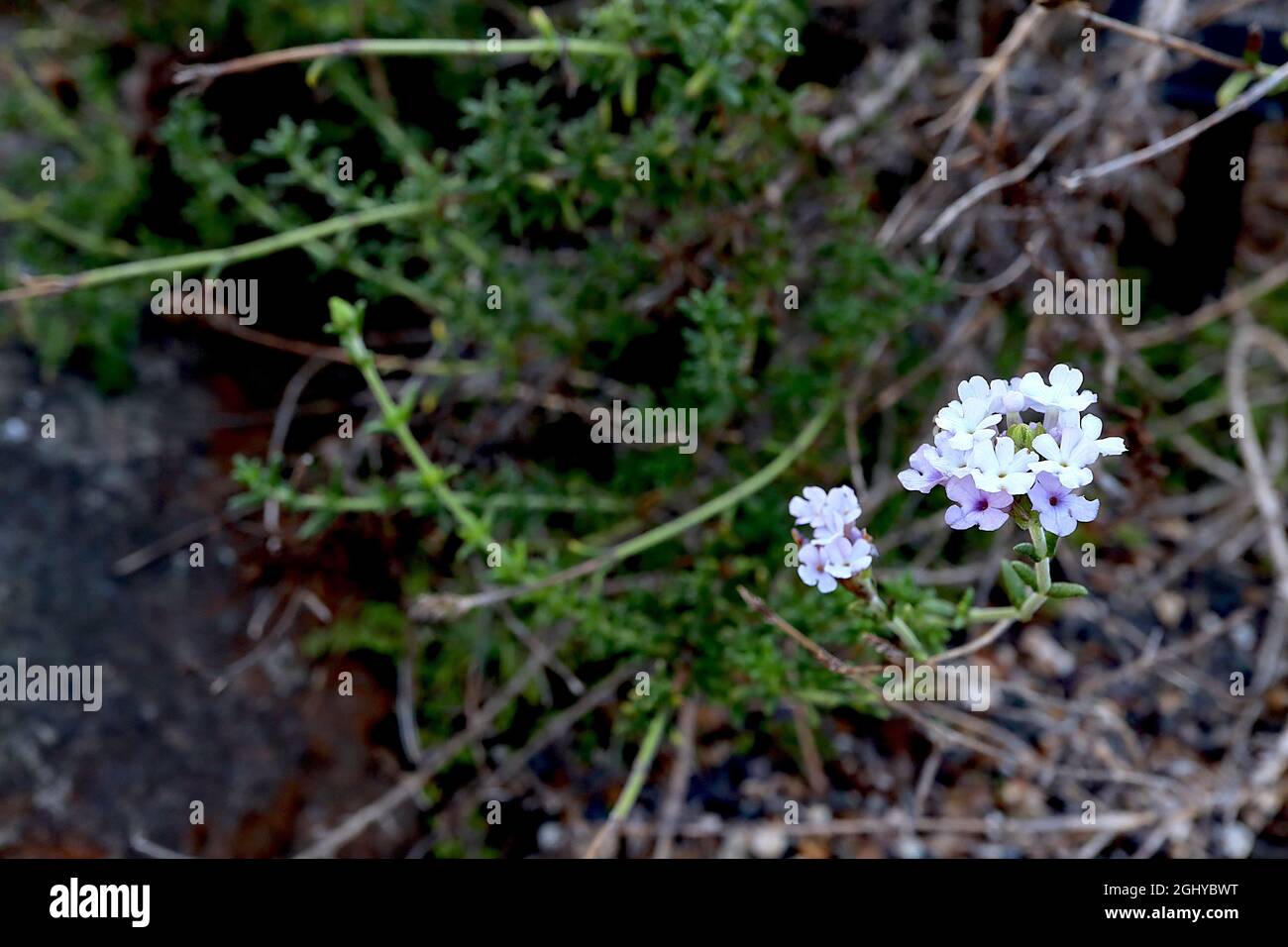 Junellia succulentifolia Sukkulente Vervain – gewölbte Büschel aus winzigen weißen und lavendelfarbenen Blüten an gebogenen Stielen mit winzigen Blättern, August, England, Großbritannien Stockfoto