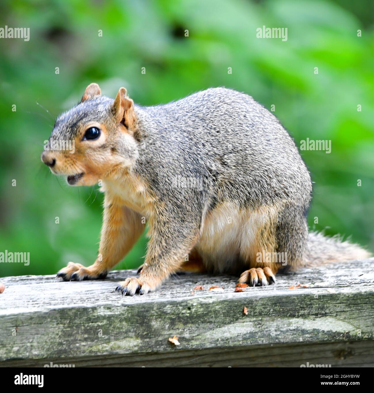 Friendly Wild Eichhörnchen auf der Suche nach Nahrung Stockfoto