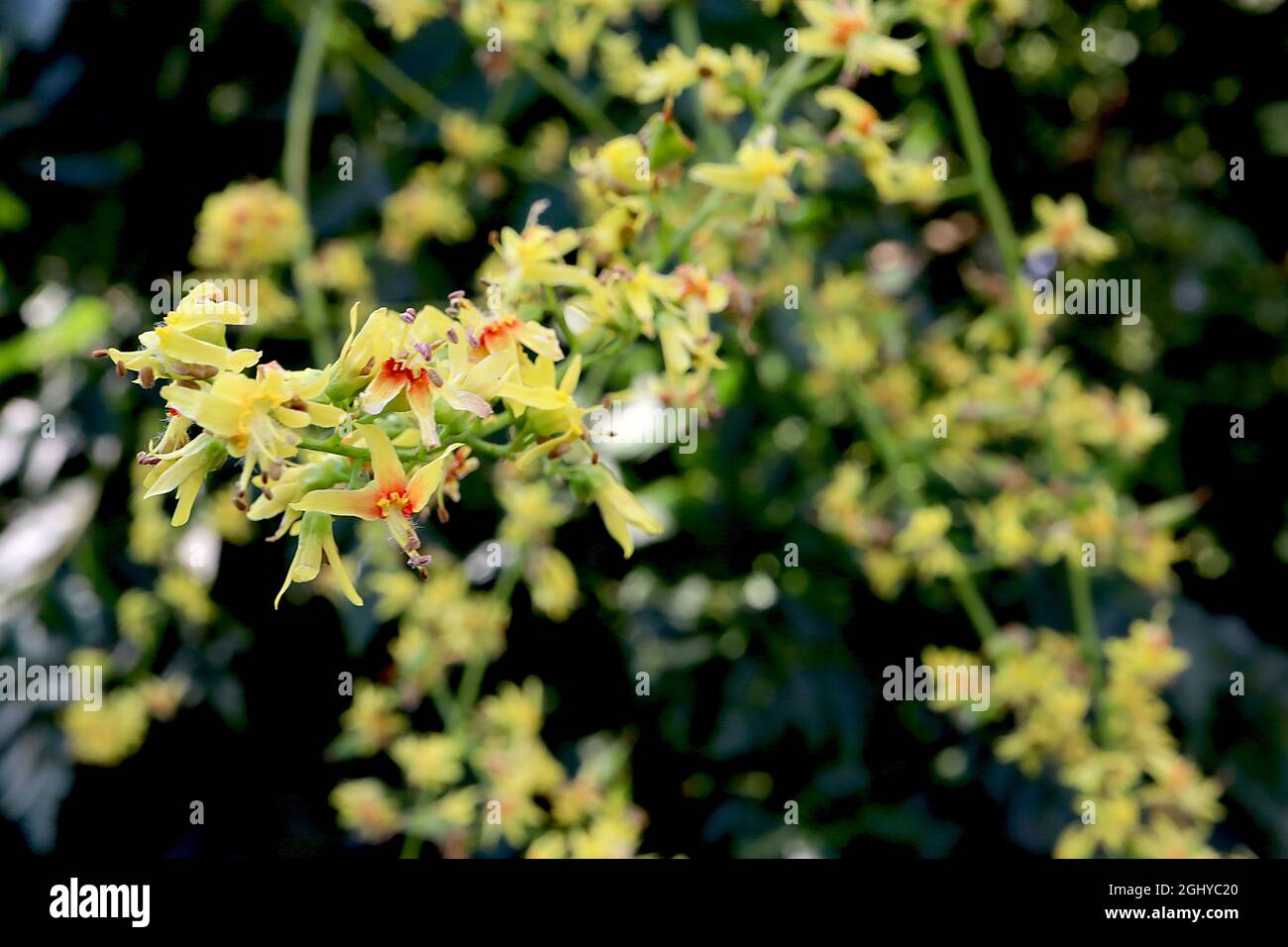 Koelreuteria paniculata Stolz Indiens – kleine gelbe Blüten, große aufgeblasene hellgrüne und rote Samenkapseln, zinnig geteilte Blätter, August, Großbritannien Stockfoto