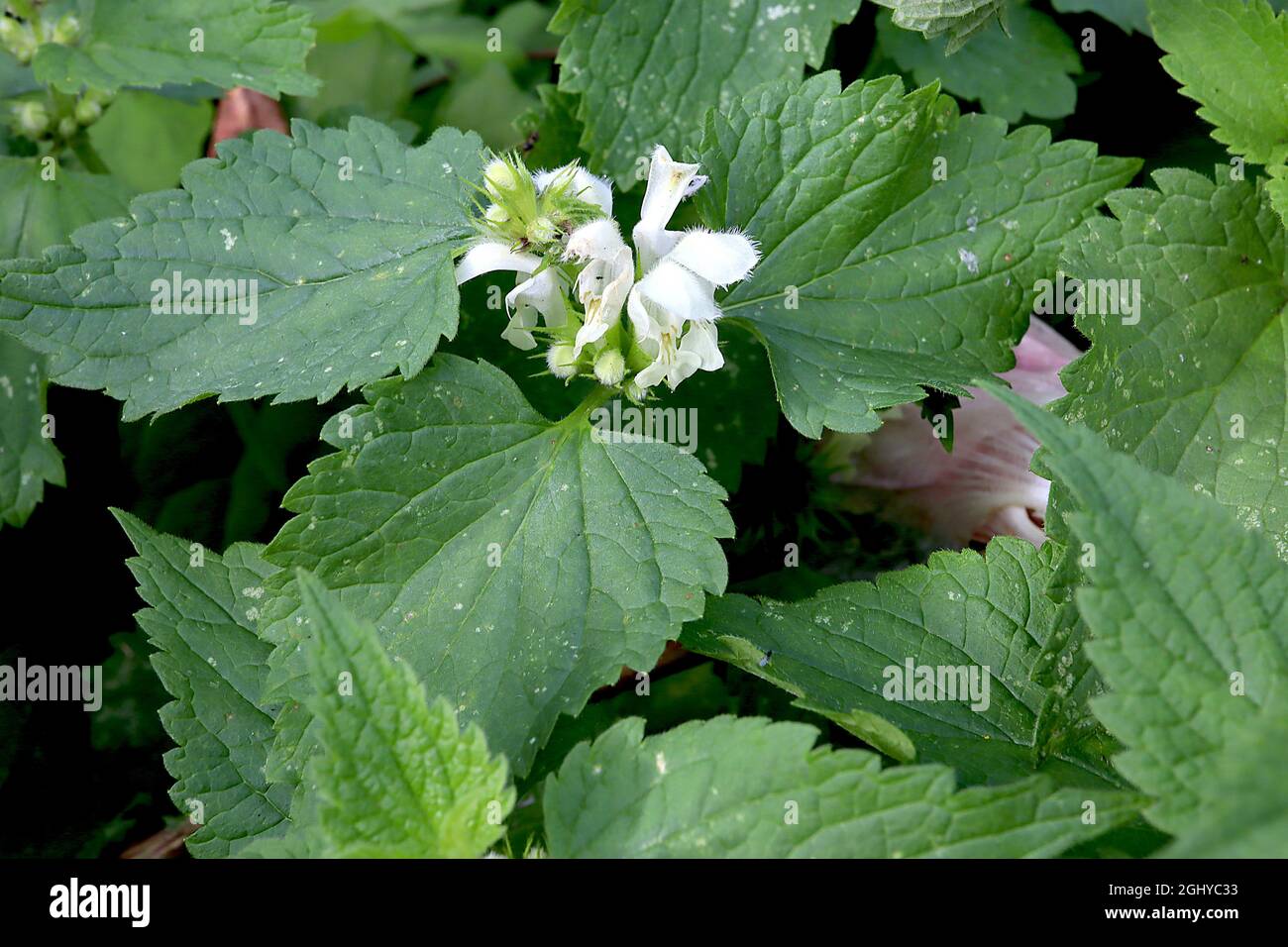 Lamium Album weiße Brennnessel – weiße Kapuzenblumen und große, mittelgrüne Ovatblätter, August, England, Großbritannien Stockfoto