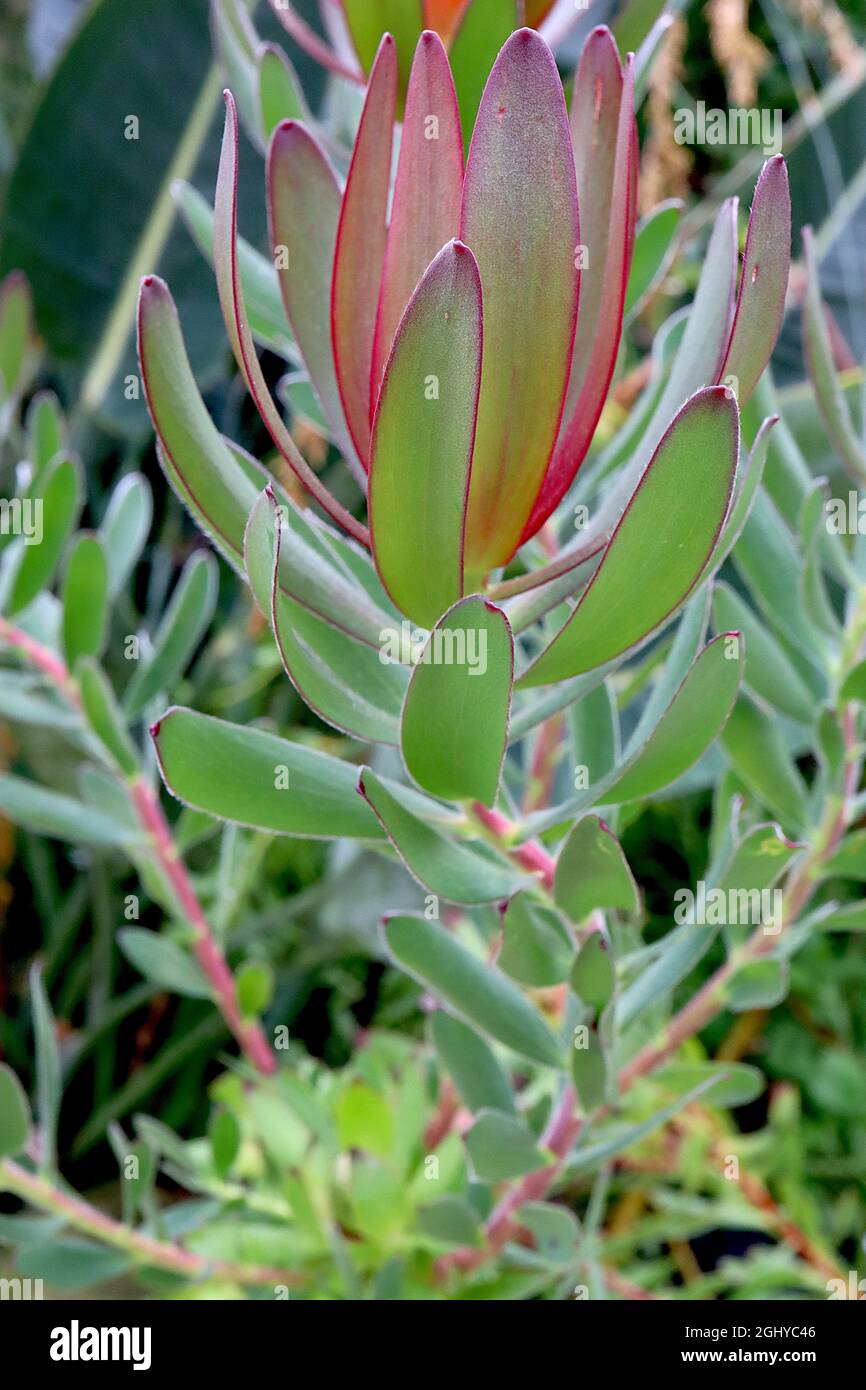 Leucadendron ‘Safari Sunset’ Conebush Safari Sunset – eiförmige Brakthaufengruppe und frisch grüne, nach oben gedrehte, geschwungene elliptische Blätter mit roten Rändern, Großbritannien Stockfoto