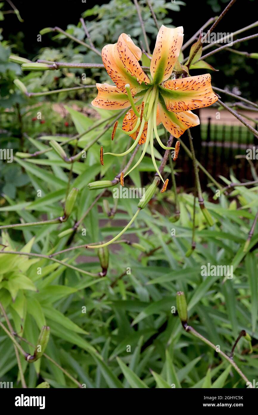 Lilium henryi Henrys Lilie - orangefarbene Blüten mit grünen Basalflecken und stark reflexierten Blütenblättern, August, England, Großbritannien Stockfoto