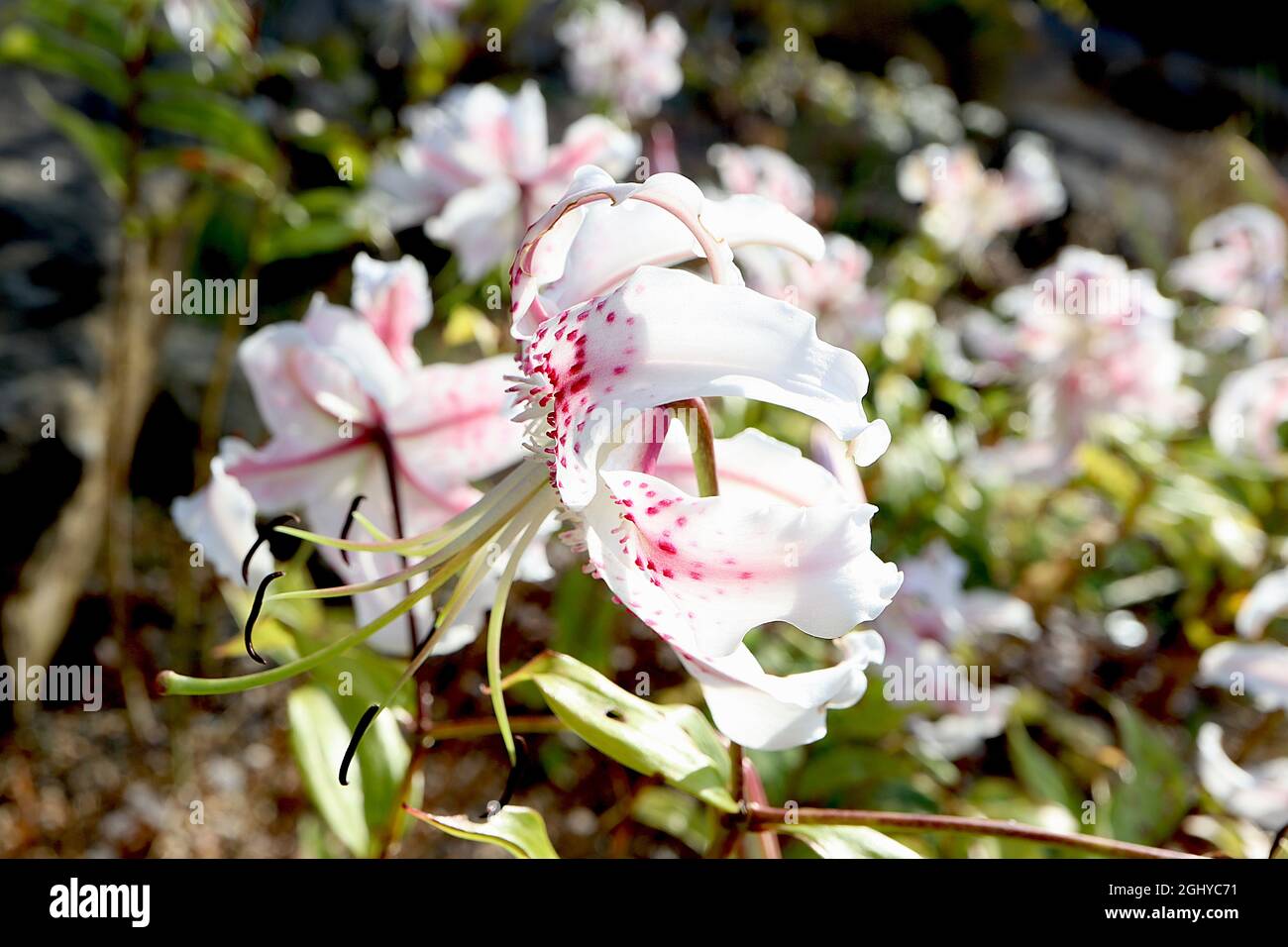 Lilium speciosum var rubrum auffällige Lilie – weiße Blüten mit tiefrosa Flecken und reflexartigen Blütenblättern, August, England, Großbritannien Stockfoto