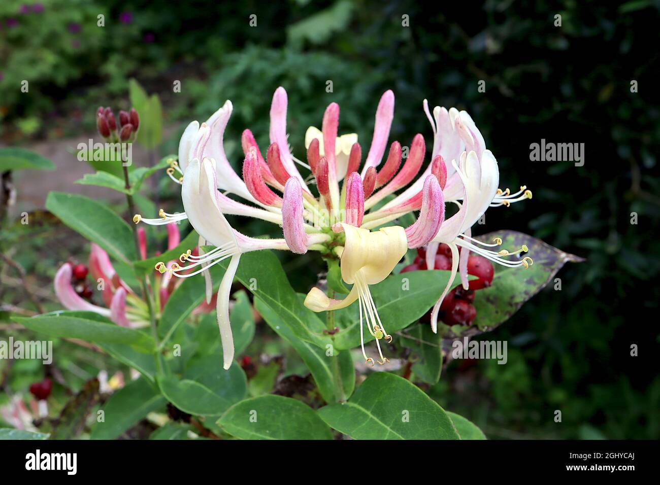 Blhende Blten aus gelbem und weiem Geiblatt (Lonicera) inmitten von  ppig grnem Laub in einem Garten Stockfotografie - Alamy