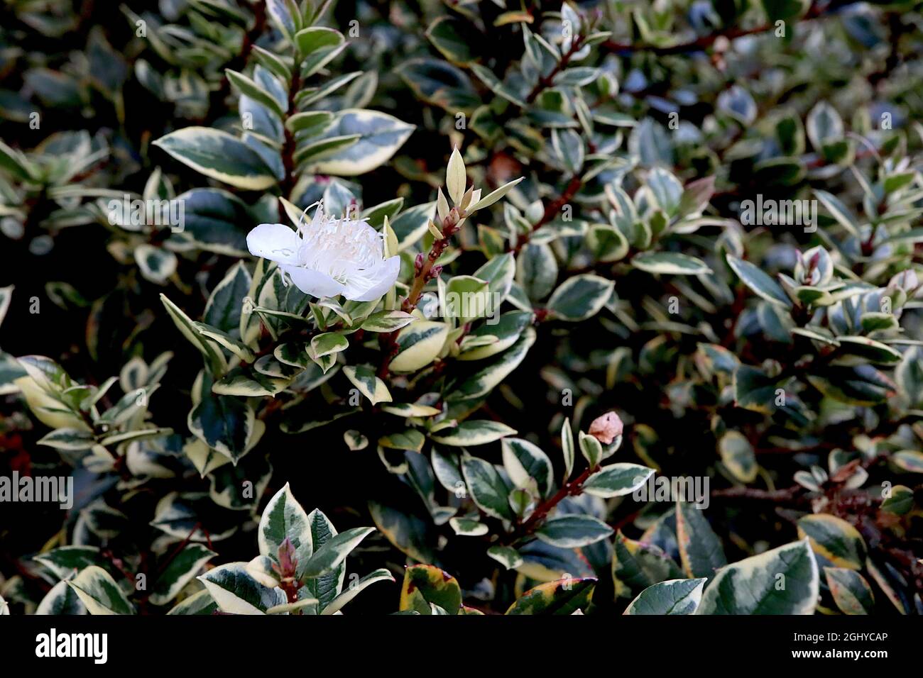 Luma apiculata ‘Glanleam Gold’ chilenische Myrte / Temu Glanleam Gold – kleine weiße Blüten und kleine dunkelgrüne Blätter mit cremefarbenen Rändern, August, Großbritannien Stockfoto