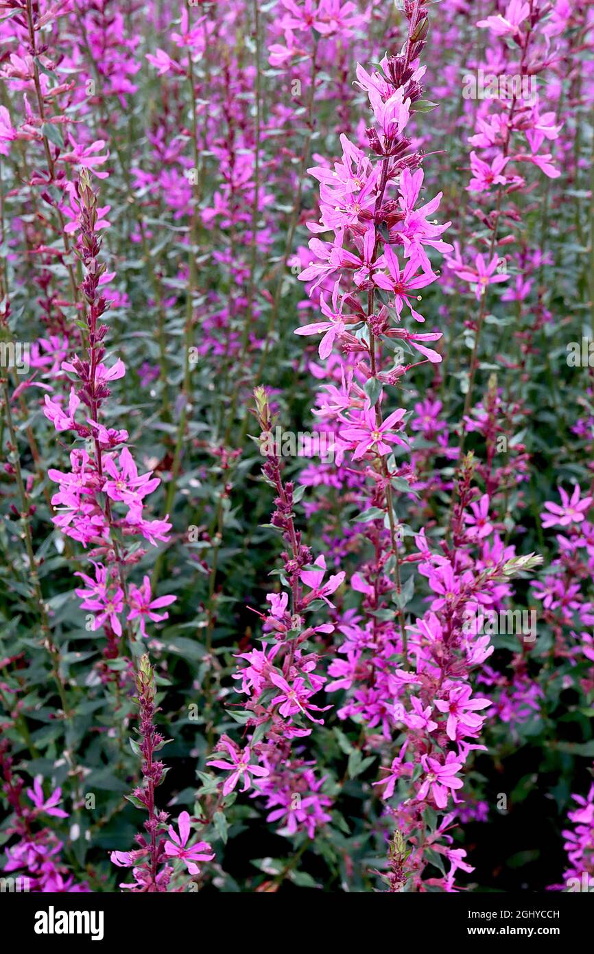 Lythrum virgatum ‘Dropmore Purple’ purple /Zauberstab loosestrife Dropmore Purple - aufrechte Trauben von violett-rosa Blüten mit dunkelrosa Streifen Stockfoto
