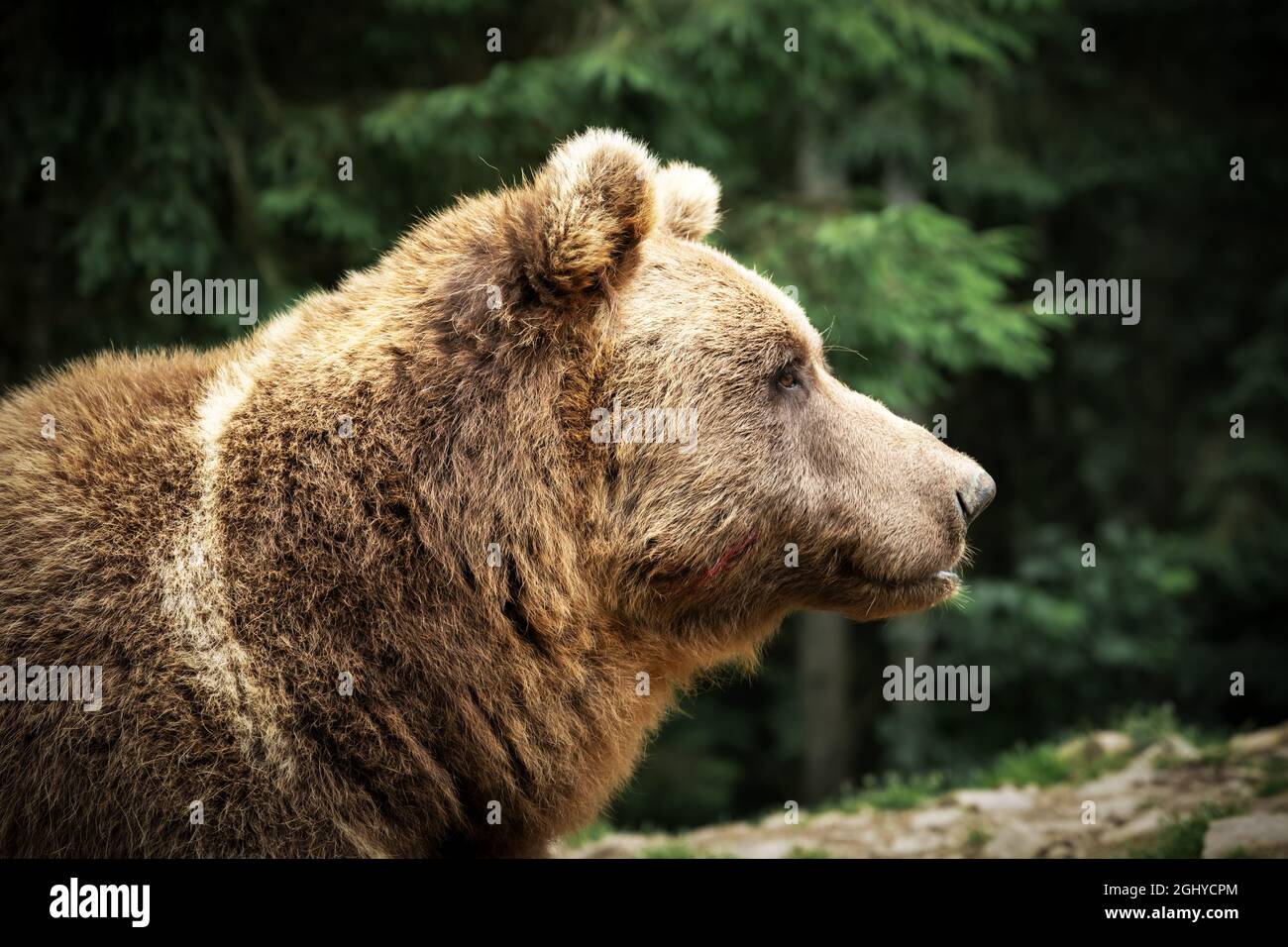 Brauner Wildbär Porträt im grünen Sommerwald. Tierfotografie Stockfoto