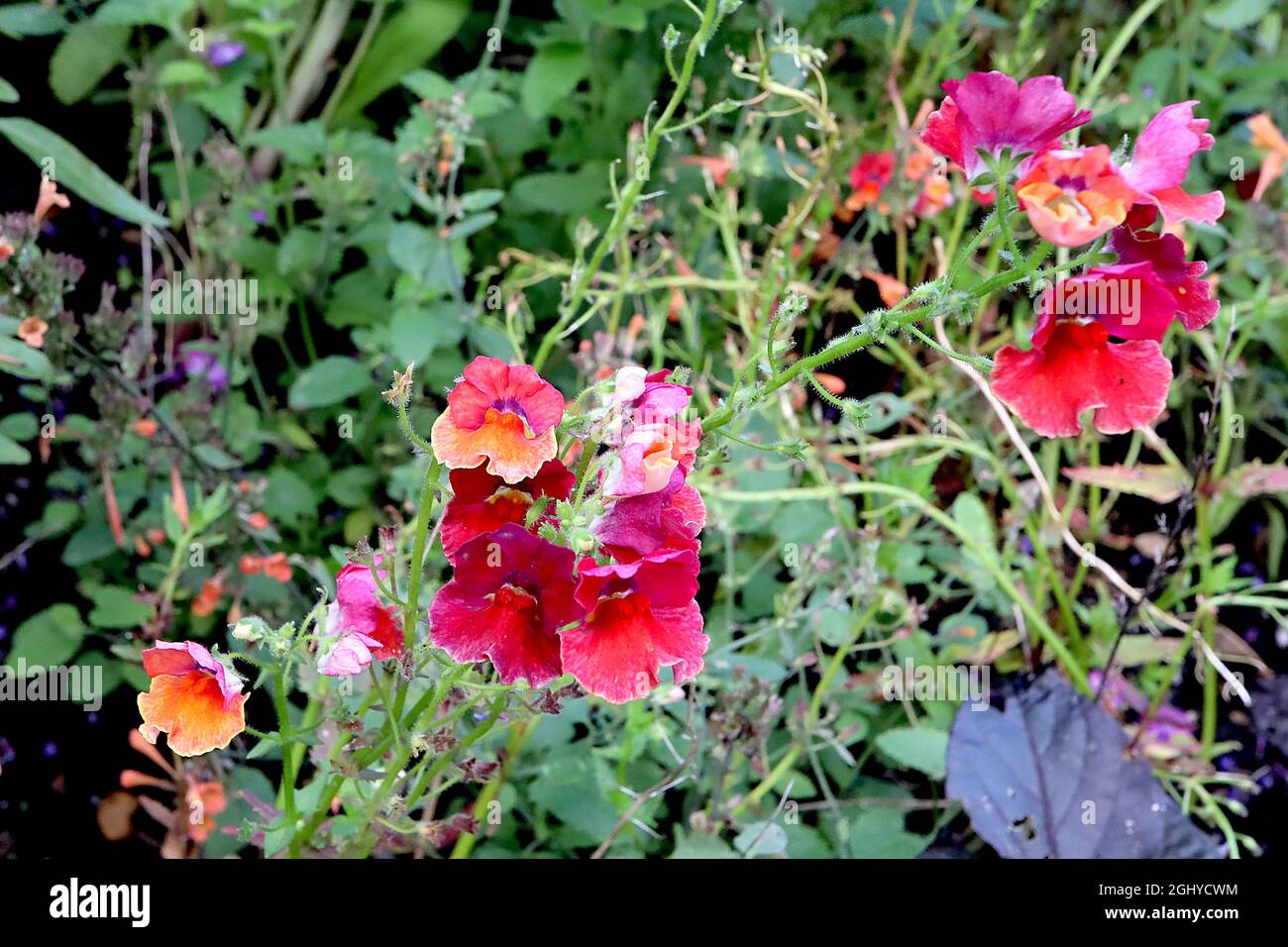 Nemesia ‘Sunsatia Plus Papaya’ Aloha Papaya - kleine Gruppen von rosa roten Blüten mit orangefarbenem Unterlappen und roten Zähnen, August, England, Großbritannien Stockfoto