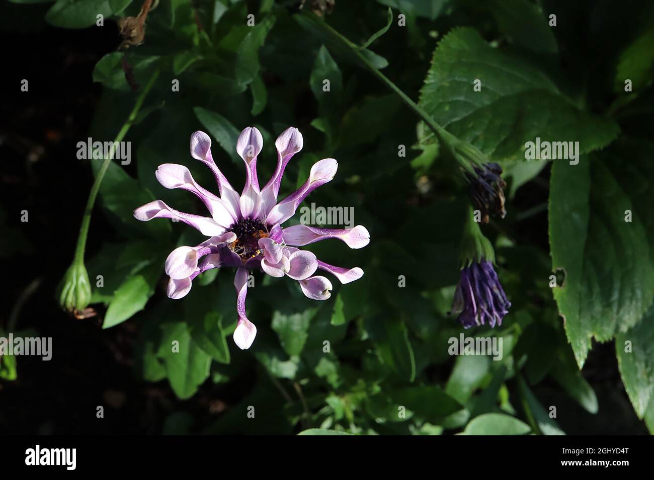 Osteospermum ecklonis ‘Margarita White Loon’ Afrikanische Gänseblümchen Margarita White Löffel – weiße Blüten mit dunkelvioletten Blütenblättern, gerollte Röschen Stockfoto