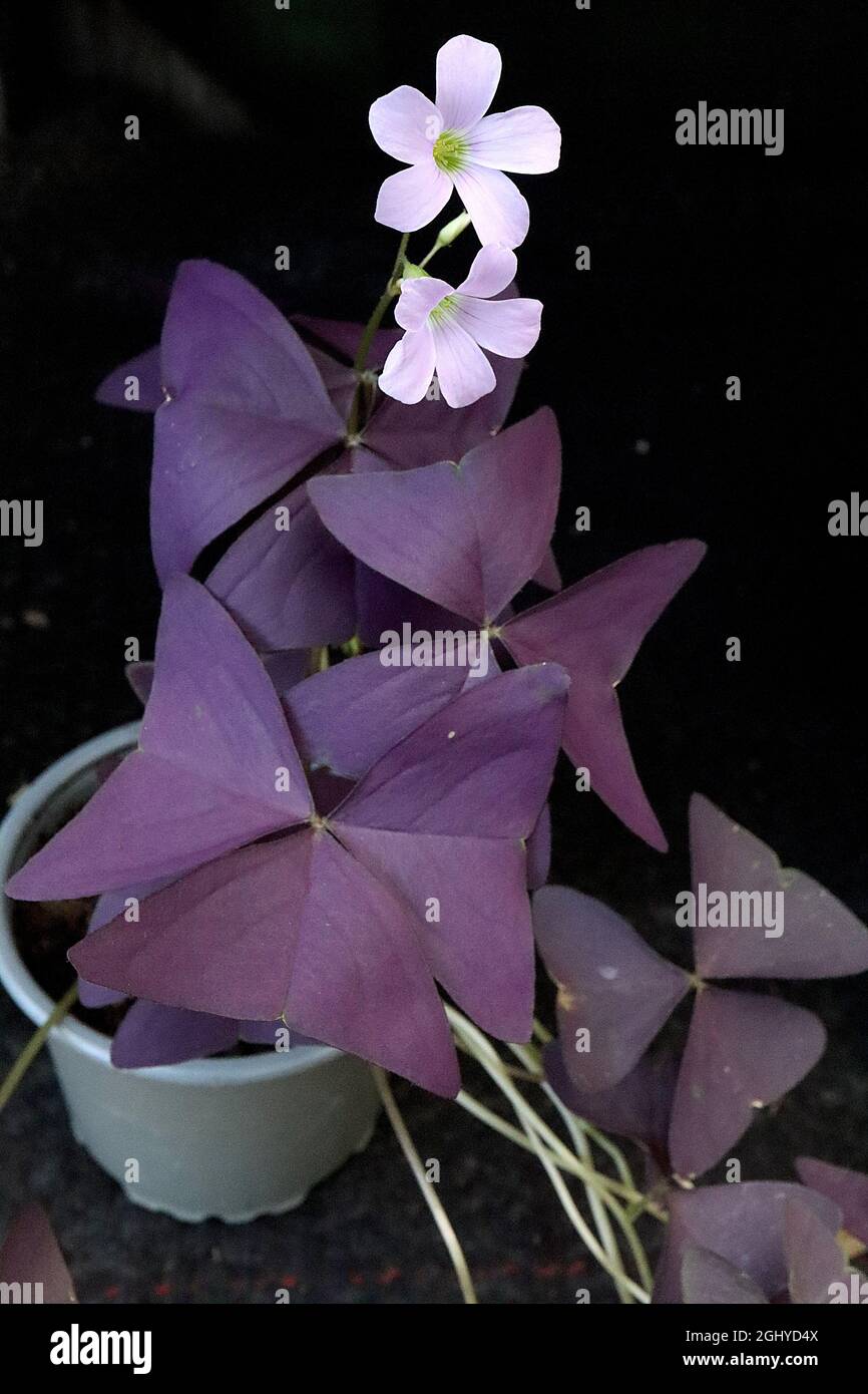 Oxalis triangularis subsp papilionacea purpleleaf false shamrock – blasse rosa Blüten und dunkelviolette kastanienbraune dreiblättrige dreiblättrige Blätter, August, Großbritannien Stockfoto