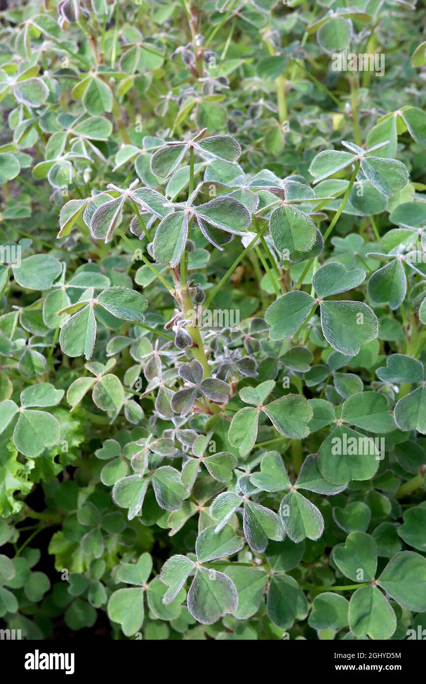 Dreieckige bltter -Fotos und -Bildmaterial in hoher Auflsung  Alamy