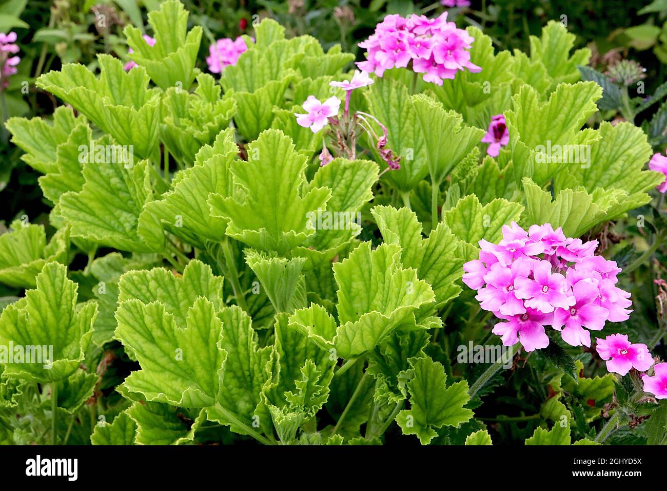 Pelargonium capitatum Geranie mit Rosenduft – frisch grüne, tief geäderte Blätter mit Rosenduft, Phlox paniculata ‘helle Augen’ blassrosa Blüten Stockfoto