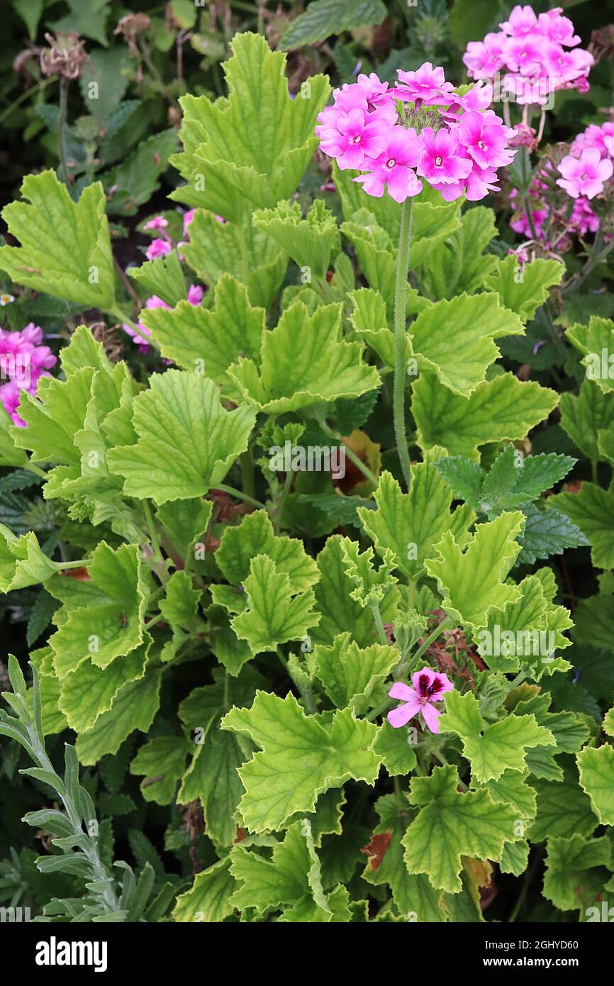 Pelargonium capitatum Geranie mit Rosenduft – frisch grüne, tief geäderte Blätter mit Rosenduft, Phlox paniculata ‘helle Augen’ blassrosa Blüten Stockfoto