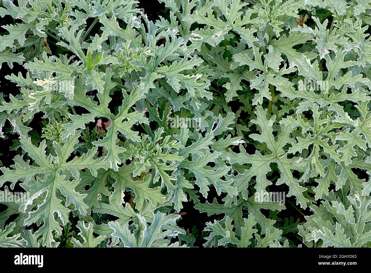 Pelargonium ‘Grey Lady Plymouth’ hellgrau-grün tief geschnittene Blätter mit Eukalyptusduft, August, England, Großbritannien Stockfoto