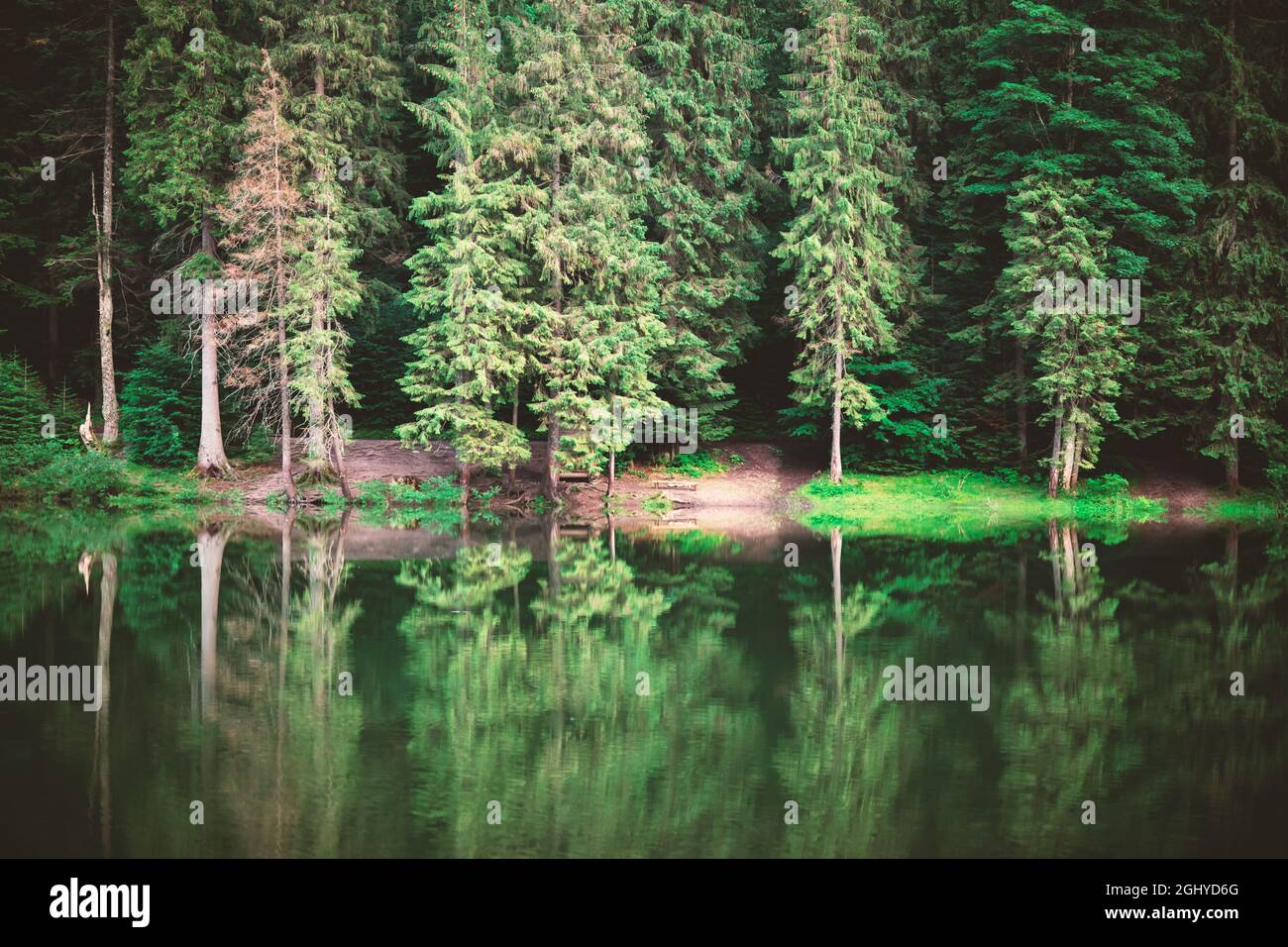 Klares Wasser in einem Waldsee mit Pinien. Landschaftsfotografie Stockfoto
