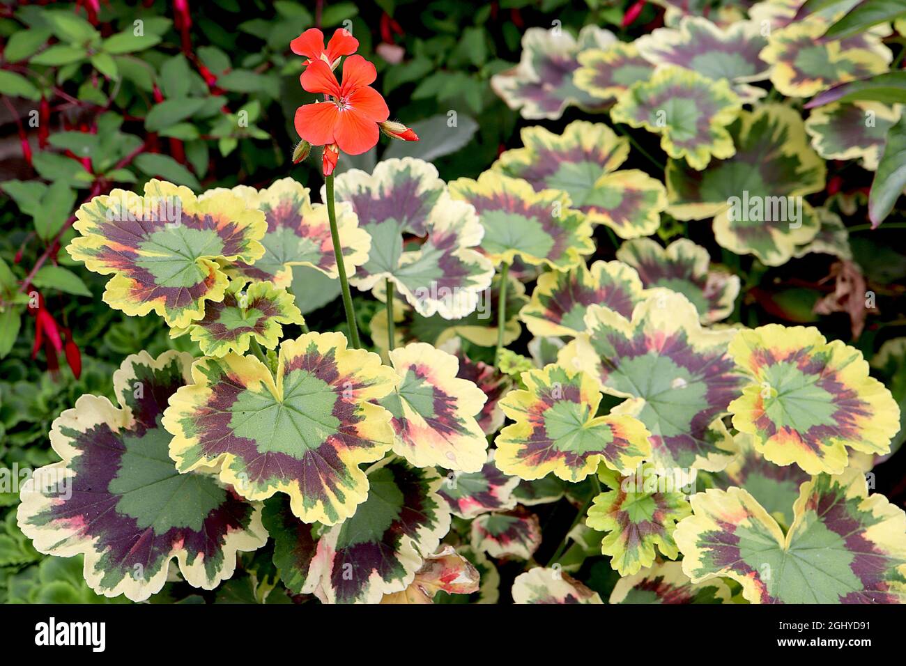 Fancy leaf geranium Fotos und Bildmaterial in hoher Auflösung Alamy