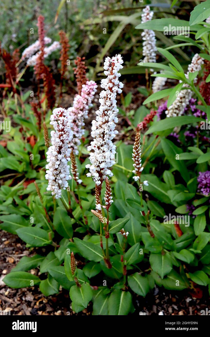 Persicaria affinis ‘Superba’ Knokenkraut Superba - zylindrische Cluster winziger weißer Blüten an kurzen Stielen, August, England, Großbritannien Stockfoto