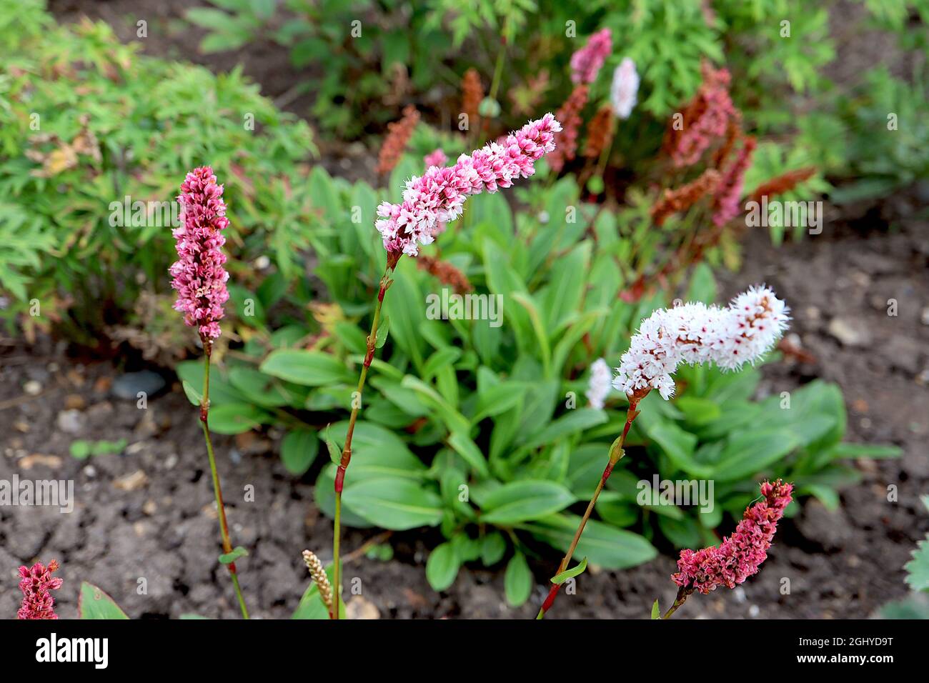 Persicaria affinis ‘Superba’ Knokenkraut Superba - zylindrische Cluster winziger weißer Blüten an kurzen Stielen, August, England, Großbritannien Stockfoto