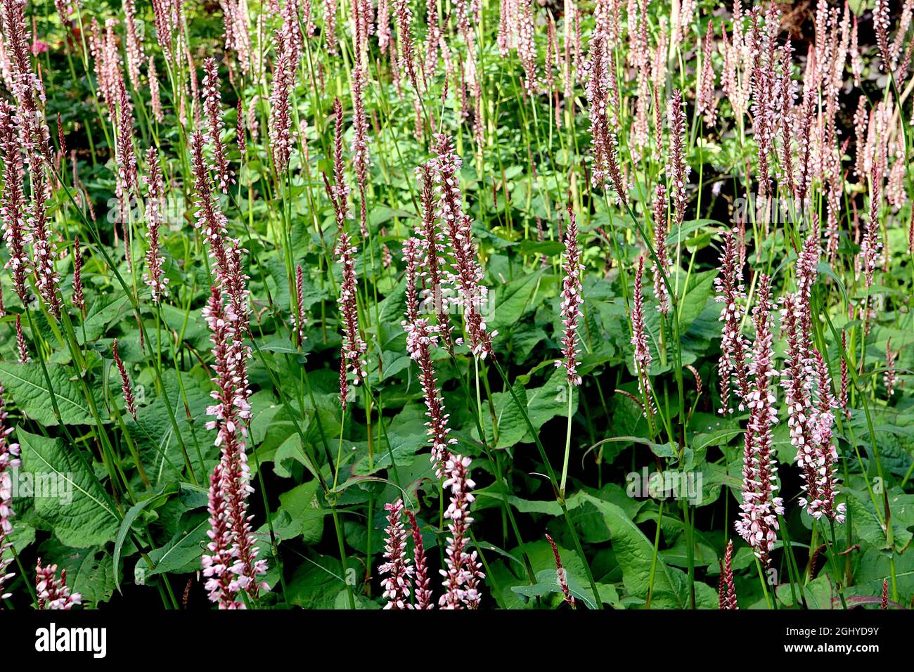 Persicaria amplexicaulis ‘Rosea’ roter Bistort - zylindrische Cluster winziger, sehr blassrosa Blüten an hohen Stielen, August, England, Großbritannien Stockfoto