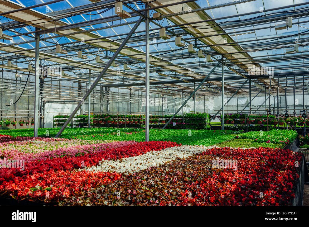 In modernen hydroponischen Gewächshäusern wachsen mehrfarbige Begonia-Blütenkeimlinge. Stockfoto